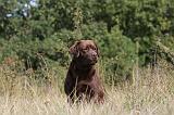 LABRADOR 063